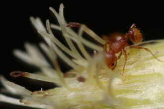 furnica electrica din america de sud se raspandeste in franta insecta poate provoca socuri anafilactice si daune majore 696678f2015d9