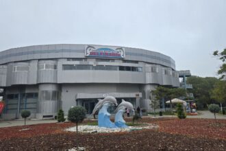 o noua viata pentru bradutii de craciun complexul muzeal de stiinte ale naturii invita cetatenii sa ii replanteze in microrezervatie 695d1a8273527