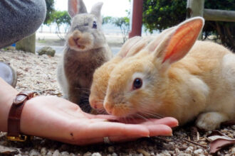okunoshima cum a devenit o insula nelocuita un paradis al iepurilor si o destinatie turistica virala in japonia 6961ddd7d398e