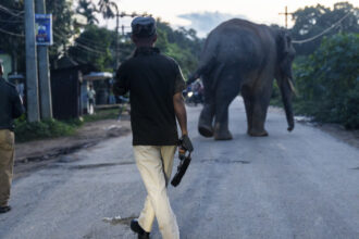 operatiune uriasa de cautare in india dupa ce un elefant vagabond a omorat cel putin 20 de oameni si a ranit alti 15 69669183af748