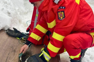 viata salvata in ultimele clipe un catel a fost scos teafar de pompieri dintr o bucatarie cuprinsa de flacari 6969348ccc3a4