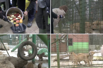 video cum sunt protejate animalele de ger gradina zoo din tara unde maimutele primesc zilnic ceai cald iar leii au incalzire in pardoseala 697314abe7e89