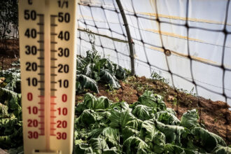 video lovitura primita de agricultori odata cu gerul care s a abatut peste romania costuri duble pentru incalzirea solariilor 696724341b40b