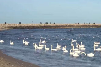 video spectacolul lebedelor de la eforie sud de ani buni pasarile aleg sa nu mai migreze 6957f1974a7bb