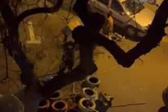 video un barbat e anchetat dupa ce a distrus mai multe casute pentru pisici in sectorul 3 imaginile au devenit virale pe internet 6971e974abde4