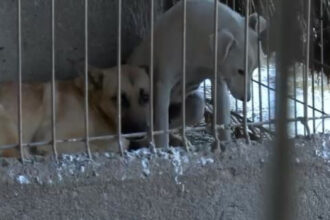 adapost de caini inchis dupa aparitia unor imagini cu maltratarea si eutanasierea animalelor sa nu se mai repete niciodata 698cbf002171e