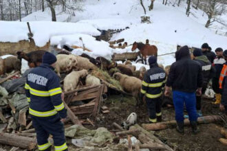 alerta in buzau saivan prabusit sub zapada la calvini peste 220 de animale salvate la limita 6995d9e58934f