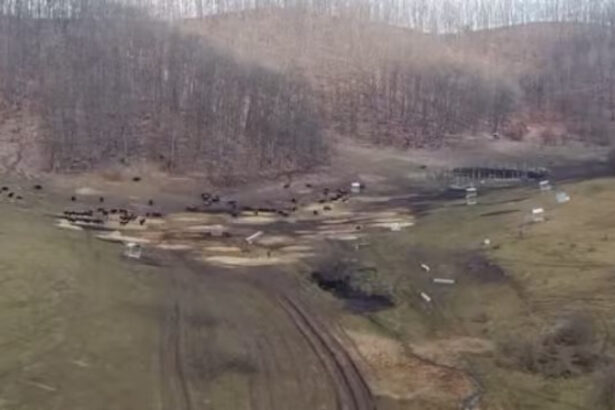 anuntul prefecturii cluj despre sutele de bizoni si cerbi morti de la exploatatia recea cristur sunt si animale vii neingrijite 6998c6bf386fe