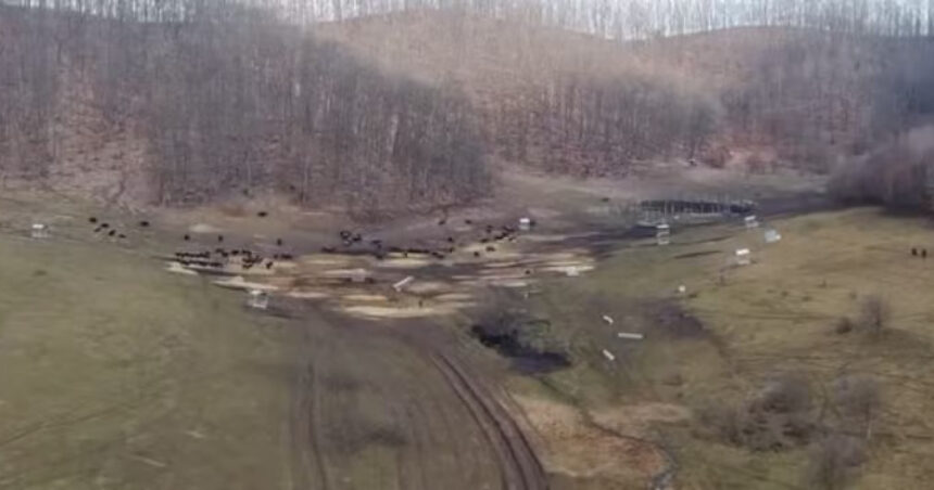 anuntul prefecturii cluj despre sutele de bizoni si cerbi morti de la exploatatia recea cristur sunt si animale vii neingrijite 6998c6bf386fe