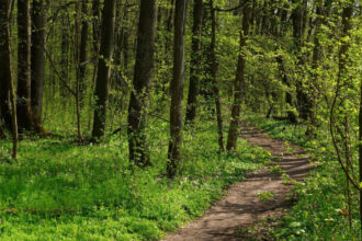 peste 2 500 de hectare de padure din covasna au revenit in proprietatea statului decizia instantei este definitiva 699fd49bec9b6