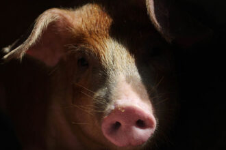 spania alerteaza oms virusul gripei porcine ar putea sa se transmita intre oameni 69a1cc97b37fc
