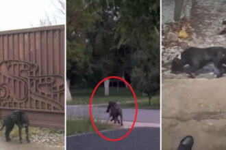 video am sunat la 112 mi s a spus ca nu e urgenta sat terorizat de cainii unui localnic oamenii au filmat animalele ca sa stranga dovezi 69843b4f7498f