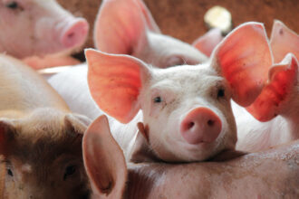video criza pe piata carnii de porc din romania jumatate dintre ferme risca sa se inchida pana la vara cum s a ajuns la aceasta situatie 69a17127e6bd3