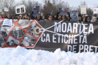 video proteste in bucuresti si alte orase dupa dezvaluirea ororilor de la un adapost de caini oamenii cer sterilizare in loc de eutanasiere 699b2a7567850