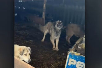 video zeci de animale de la o stana ucise de cainii de paza ai directorului casei de pensii olt proprietarul vrea sa l dea in judecata 699c4754bbdc5