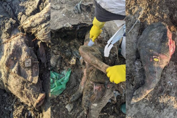 cel mai mare scandal ecologic din dobrogea verdict final in dosarul cimitirul de lesuri de la smardan judetul tulcea 69ab6af6b1e2e