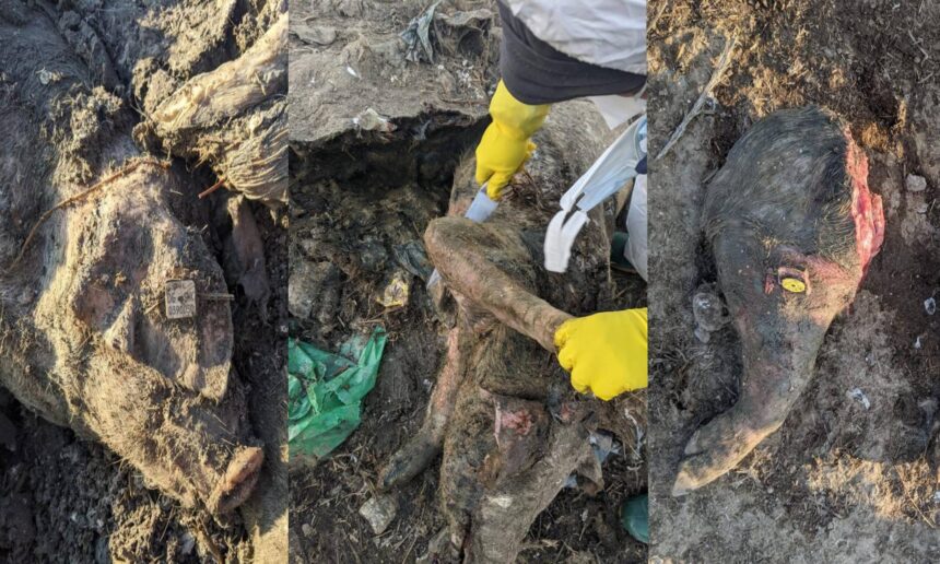 cel mai mare scandal ecologic din dobrogea verdict final in dosarul cimitirul de lesuri de la smardan judetul tulcea 69ab6af6b1e2e