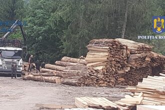 consiliul judetean constanta ar putea deveni parte civila intr un dosar de furt de lemn din padurea coslugea 69c07898d55f6