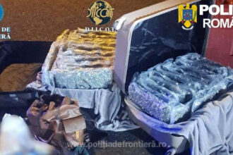 foto aproape 31 de kilograme de canabis descoperite la nadlac un italian a fost arestat preventiv 69c150cd630c8