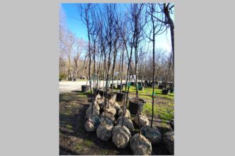 foto constanta restart organizeaza o noua actiune de plantare la palatul copiilor constanta copacii au fost deja platiti si asteapta voluntarii sa ii planteze spune catalin filisan presedintele aso 69a8040710d0c