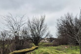 foto incredibil alesi locali din lumina cu sere si constructii ilegale pe un teren care nu le apartine e al comunei 69b8505b69d6c