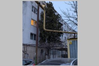incredibil pisicutele din constanta au oprit un jaf in desfasurare cum a fost posibil 69b5991c114cf