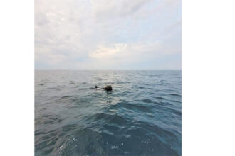 minele marine in deriva in marea neagra subiect de disputa intre ministerul apararii si ambasada rusiei 69c64c234560b