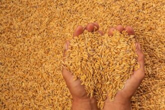o firma din constanta specializata in comertul cerealelor a intrat in faliment ce anunta lichidator judiciar 69a6c7a594887