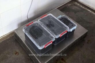 politistii de frontiera au descoperit 19 kilograme de icre negre 69bbecfa9202d