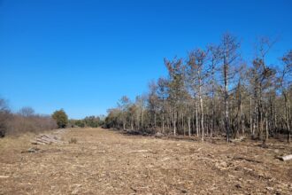 proces la final pentru o bucata din padurea comorova unde o firma vrea sa construiasca locuri de cazare 69b876f3d24fb