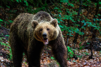 un barbat a fost atacat de urs in judetul valcea a ajuns la spital cu mai multe rani 69a464e80b427