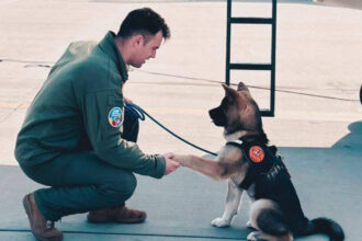 un pilot roman de avioane de vanatoare f 16 a murit dupa ce a incercat sa salveze un caine cazut intr un bazin cu apa 69b09340f22fb
