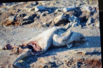 video dezastru ecologic pe raza orasului ovidiu sute de resturi animale au fost aruncate pe camp a fost deschisa o ancheta 69b2929bf1074