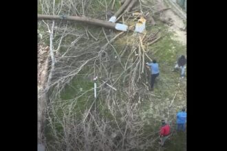 video scandalul din zona abator ia amploare au fost taiati copacii in zona unde cambela vrea sa faca parcare 69c4e0ef3564e