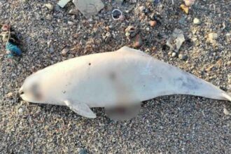 13 delfini morti gasiti in patru zile pe litoralul romanesc biologii avertizeaza asupra efectelor plaselor de braconaj 69e7a3421526e
