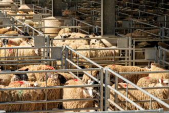 algeria vrea sa importe peste un milion de ovine din romania in 2027 in premiera sunt incluse si livrari de carne 69ce3f6989d41