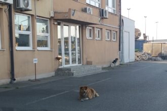 foto un grup de circa 10 caini sar la trecatori in portul constanta zona cuibul reginei reclama oamenii cn apm sa se afla la a treia procedura pentru contractarea serviciilor de gestionare a cainil 69ee184cef85e