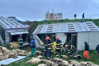interventie de urgenta pentru salvarea oilor din accidentul de la navodari 69e72c862426e