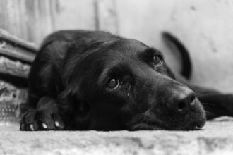 ue introduce primele reguli pentru animalele de companie fara lant mutilare si inmultire fara drept 69f2177613f14