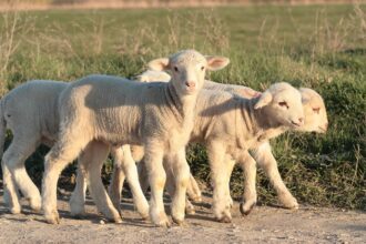 un centru temporar de sacrificare a animalelor a fost autorizat in seimeni de dsvsa constanta 69d7c3df9b1ad