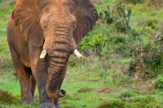 un milionar american plecat la vanatoare de antilope in africa centrala a fost ucis de elefanti 69ecb9c50f3b3