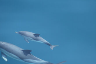 video interventie in marea neagra delfini rechin si sturioni salvati din plasele braconierilor 69eddd8a0c096