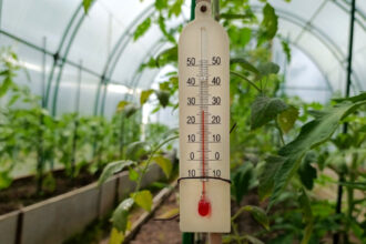 video rasadurile in pericol din cauza diferentelor mari de temperatura de la zi la noapte cum incearca legumicultorii sa salveze productia 69e06f3576ef8
