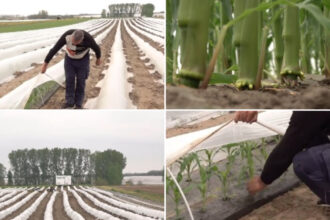 video vremea capricioasa schimba agricultura din romania cu ce au inlocuit fermierii din oltenia culturile de rosii si pepeni din alti ani 69f04139b5e06