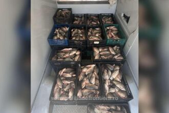 aproximativ 800 de kilograme de peste capturat ilegal descoperit de catre politistii de frontiera constanteni 6a17fa2a9d2d1