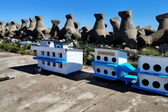 foto video casute de senzatie pentru pisicutele de pe digul din mangalia apel pentru construirea unui nou adapost 69f72fa97db1b