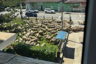 foto video situatie comico tragica in baneasa peste 100 de oi au fost lasate in fata primariei au mancat si acum dorm 6a1983bbb2b6b
