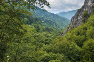 padurea nadas revine in proprietatea statului dupa 20 de ani de litigii diana buzoianu nu ne oprim aici 6a0f13413c73f