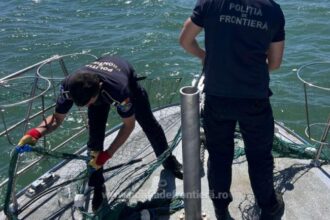 patru sturioni prinsi in plase ilegale in mare salvati de politistii garzii de coasta 6a16c146c6fff
