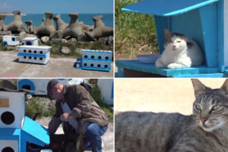 video faleza pisicilor noua atractie turistica pe litoral statiunea de la malul marii unde felinele abandonate au propria lor comunitate 6a127b1d10fe5
